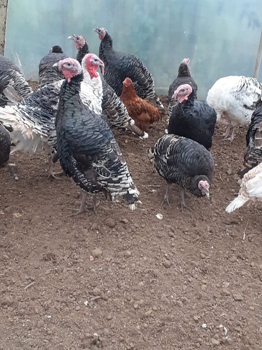 Curci și curcani  de vânzare               .