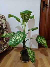 Растение Дифенбахия в Шымкенте