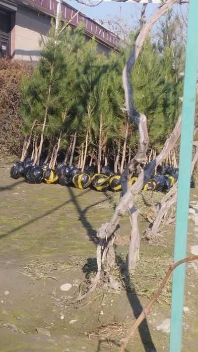 Koʻchat bor archa bor