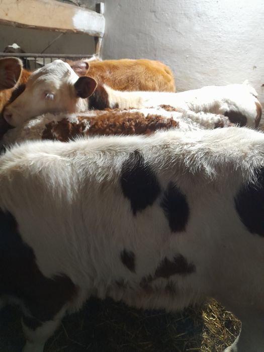 Taurasi si vitele baltate intarcate