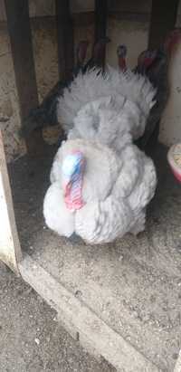 Oua pentru incubat curci albastre