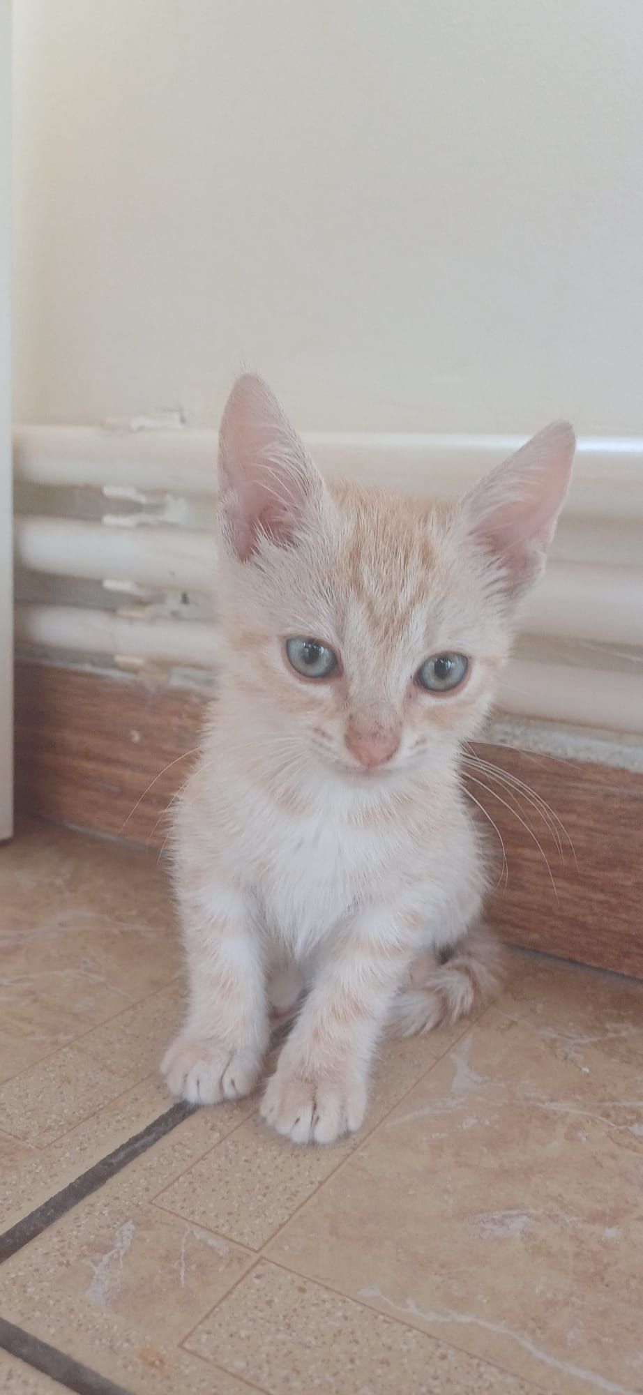 Un pisoi adorabil își caută o familie!