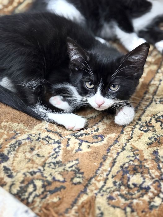 Котята. Мушук болалари