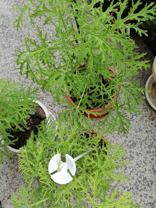 Холандско и българско индришета!