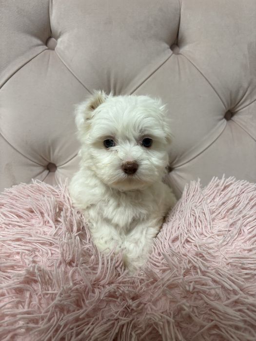 bichon maltez baietel