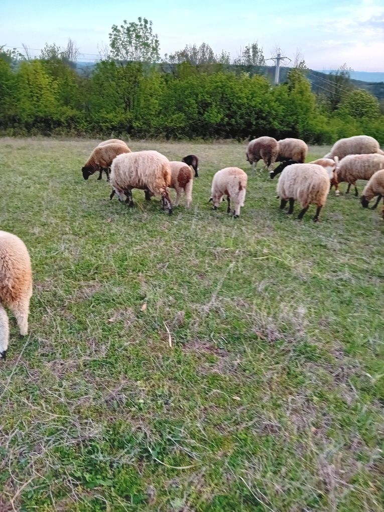 Vând Oi de prăsilă