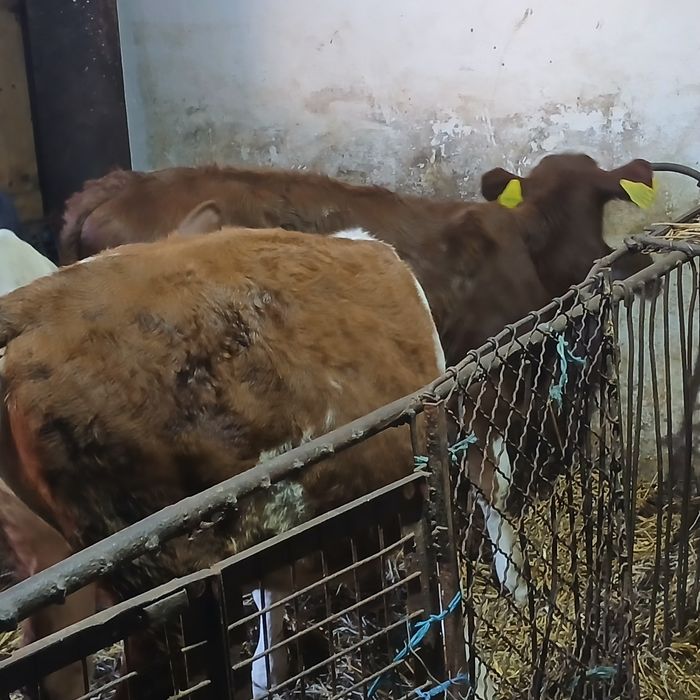 Vitei baltata românească