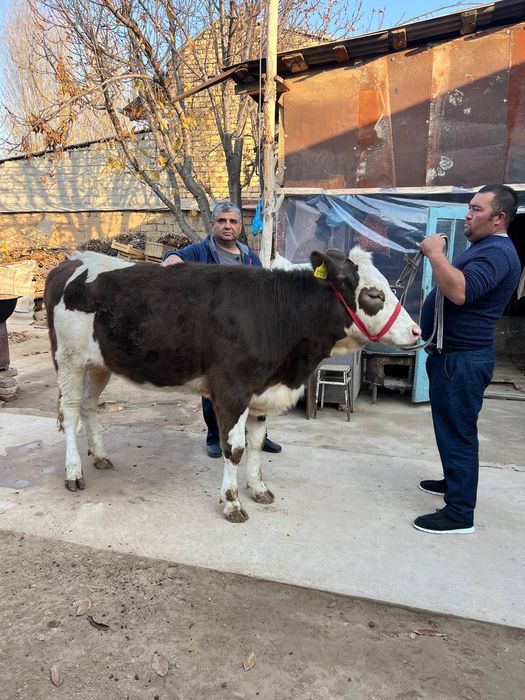 Симентал гибрид ғунажин сотилади