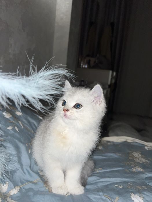 Mushuk Shinshila