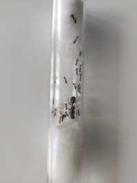 Муравьи Messor Structor (степные муравьи-жнецы)