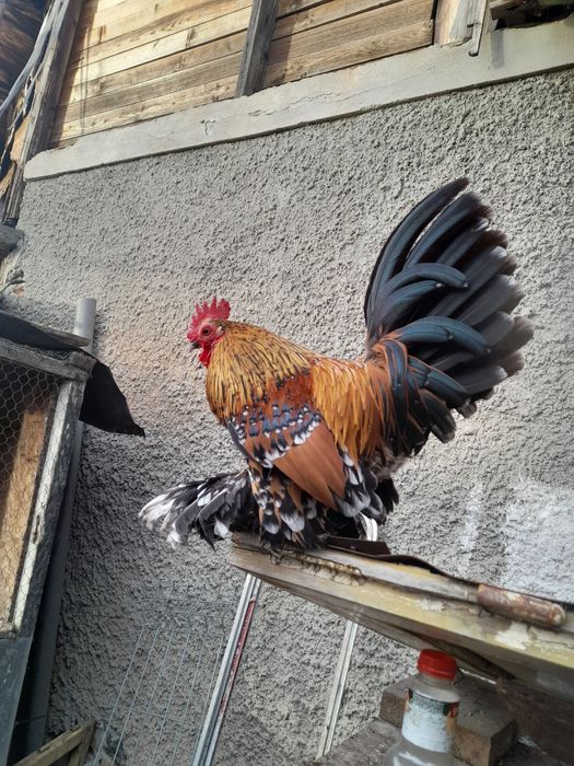 Ouă și pui rase pitice și Brahma