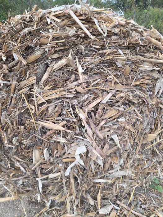 Vând 200 baloti de tulei