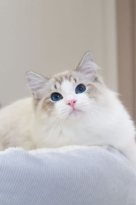 Котенок Regdoll срочно