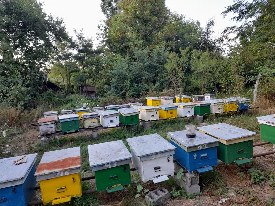 Cutii stupi stare foarte buna