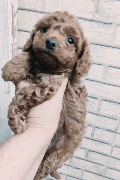 Щенок той-пуделя высокого качества