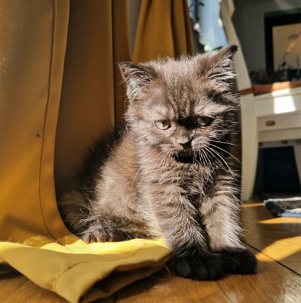Fetita British Shorthair Chocolate cauta familie ,culoare rara