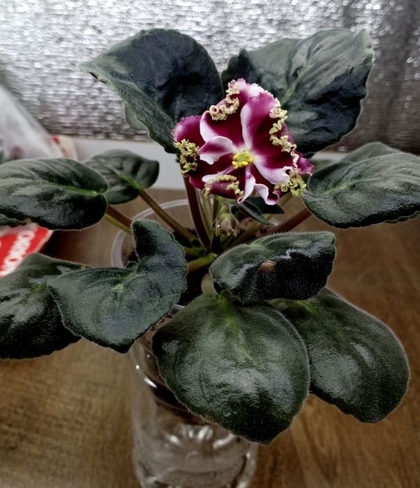 Продам фиалочки и глоксинии