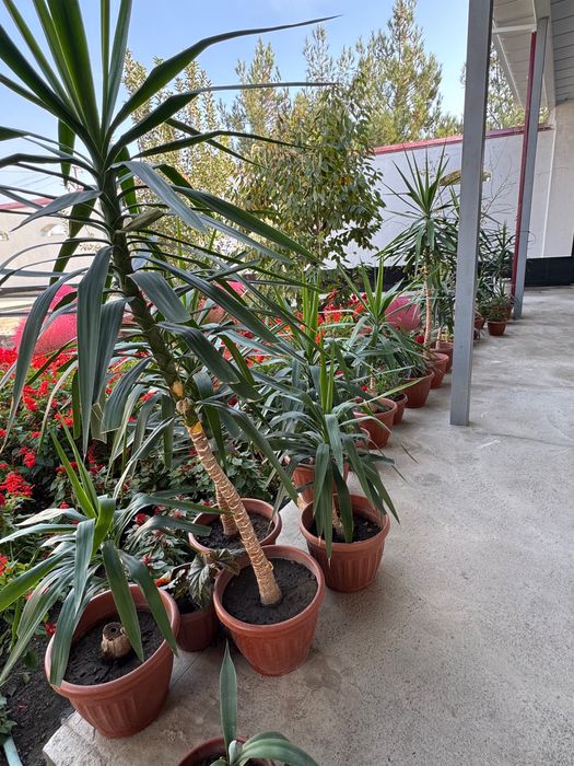 Офисные декоративные цветы