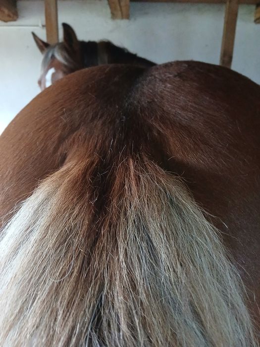 Cal de vânzare 4 ani