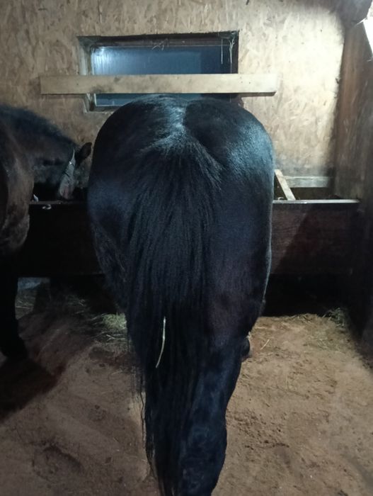 Vând doi armăsari cu vârsta de 2 și 3 ani