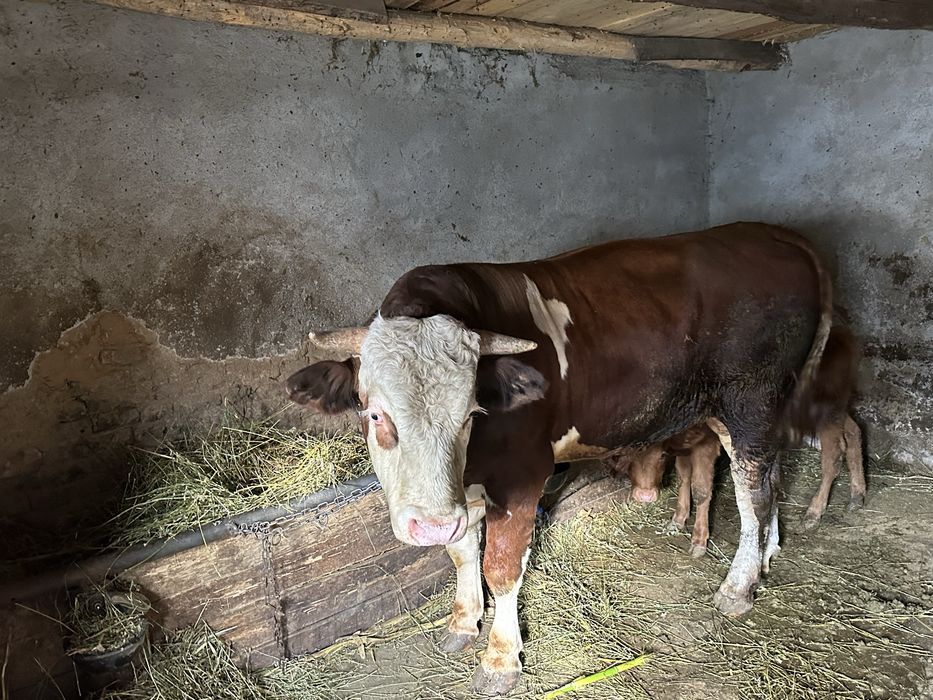 Vand taur pentru reproductie