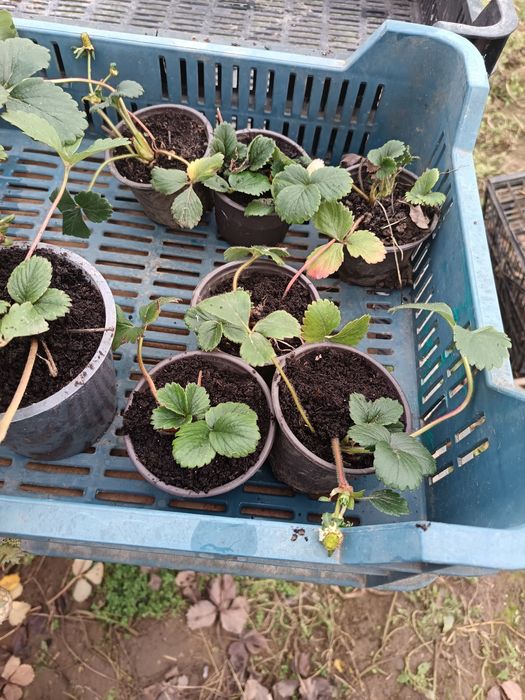 Vând căpșuni soiul Albion la ghiveci cu agatatori