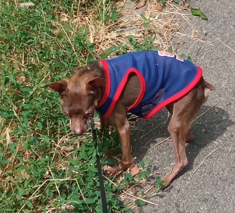 Приданое для маленькой собачки 1,5-3 кг ,одежда,обувь