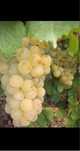 Struguri de vin