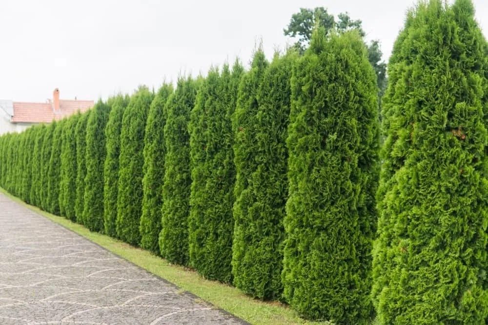 Thuja occidentalis smaragd ( tuia smarald ) gard viu vesnic verde