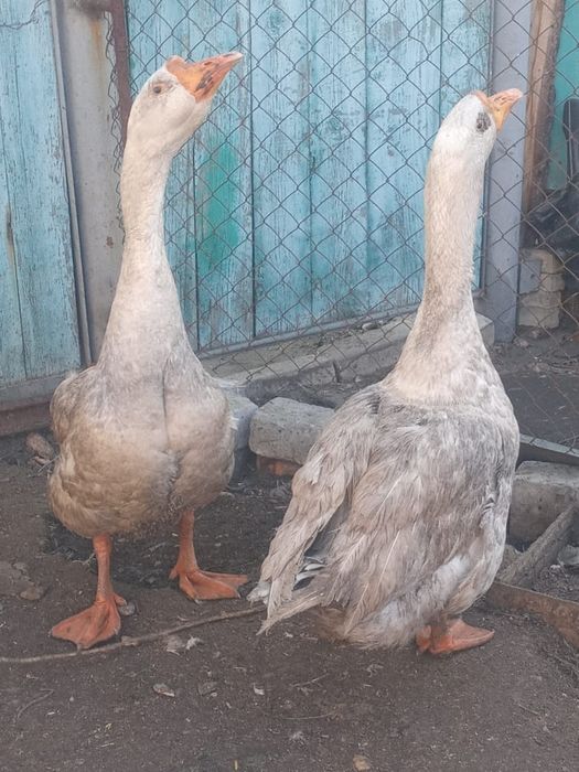 Гусаки Гиганты .