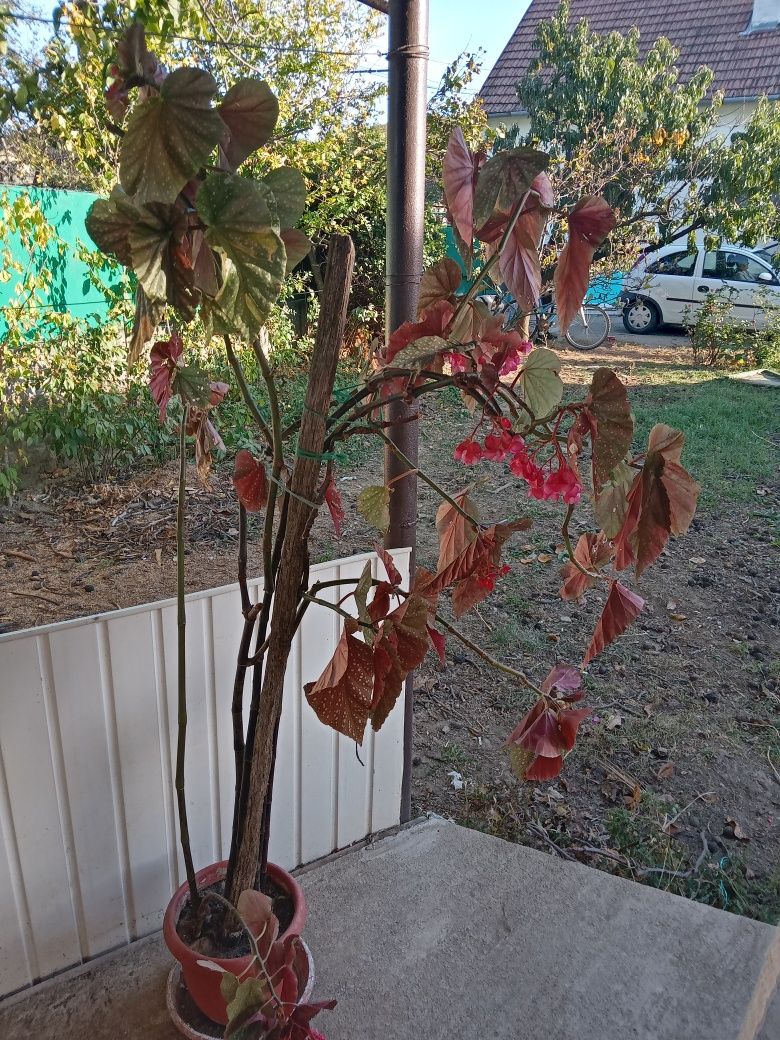 Planta de casa cu frunze rosiatice