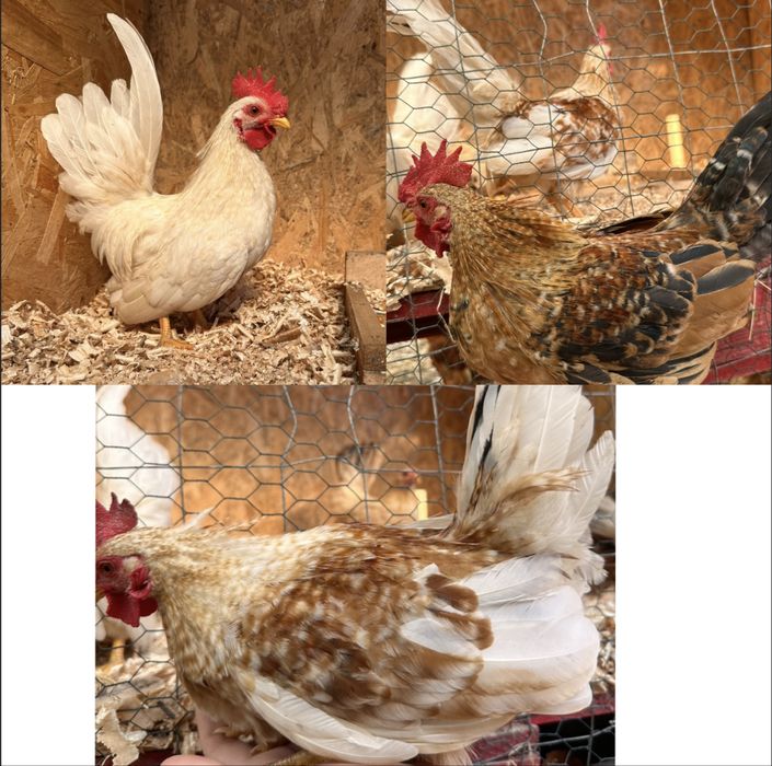 Closca Chabo cu  6 pui si tineret Chabo