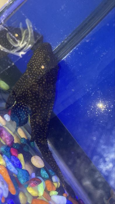 Продам сом-присоска (анситрус)