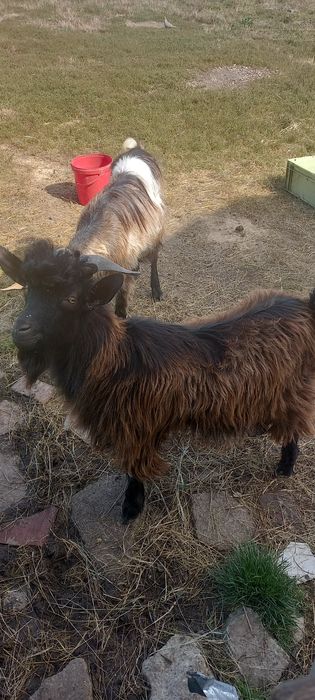 Tapi de anul acesta