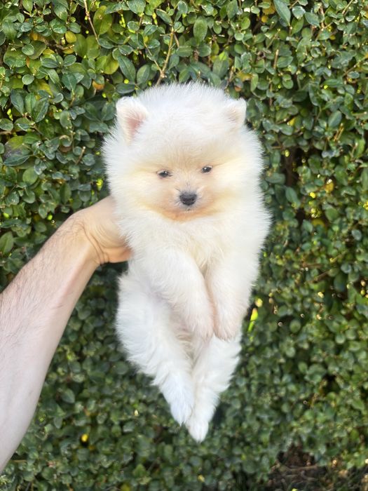 Померан - шпиц момичета