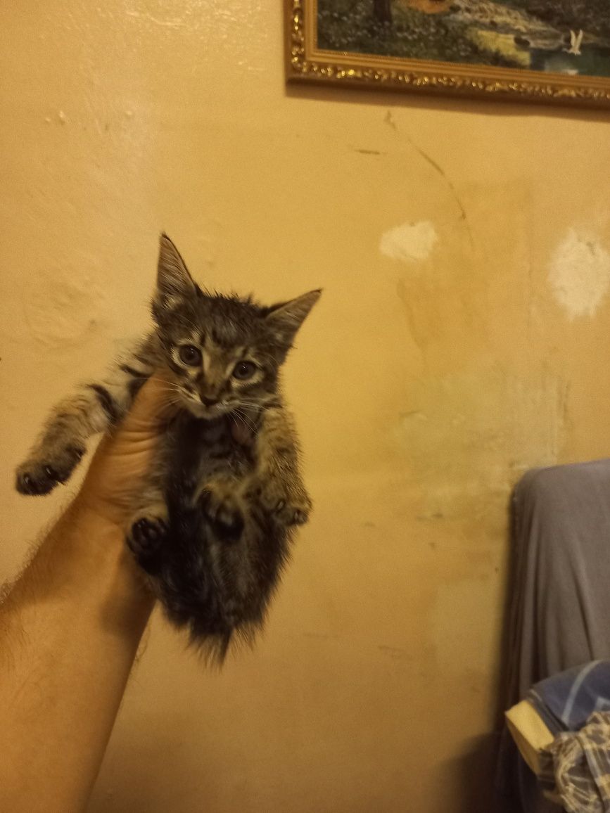 Отдам котят в хорошие руки