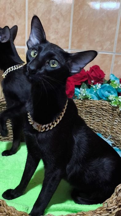 Black ORIENTAL. Ориентальные котята
