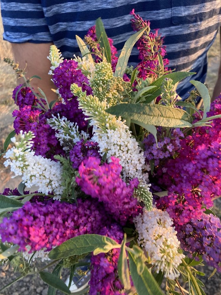 Liliacul de vara - Buddleja Davidii - Arbust ornamental