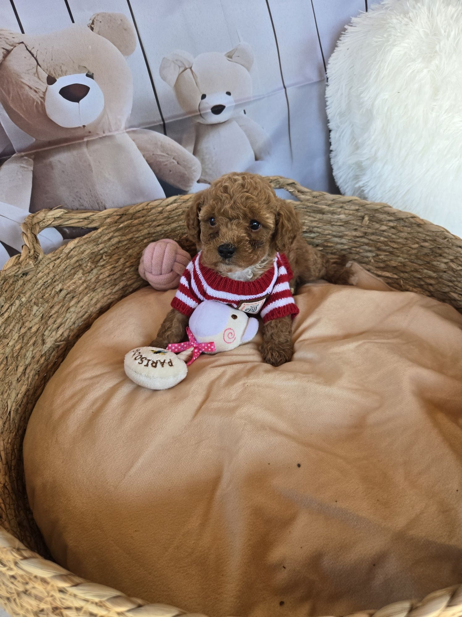Пудел той Poodle toy Малтипу Maltipoo момиче