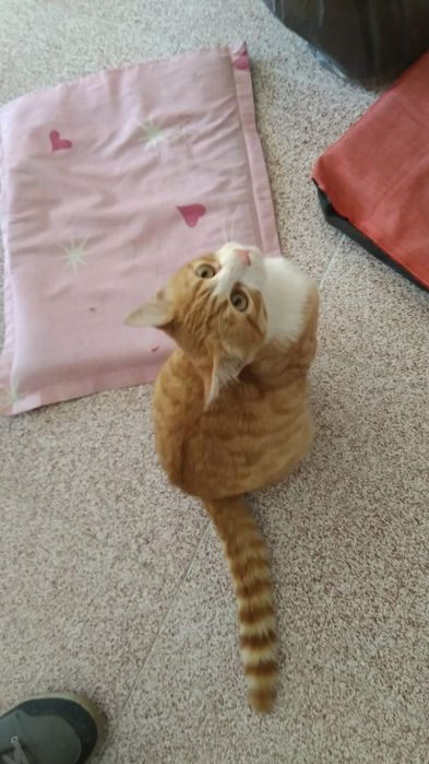 Дом за красиво коте