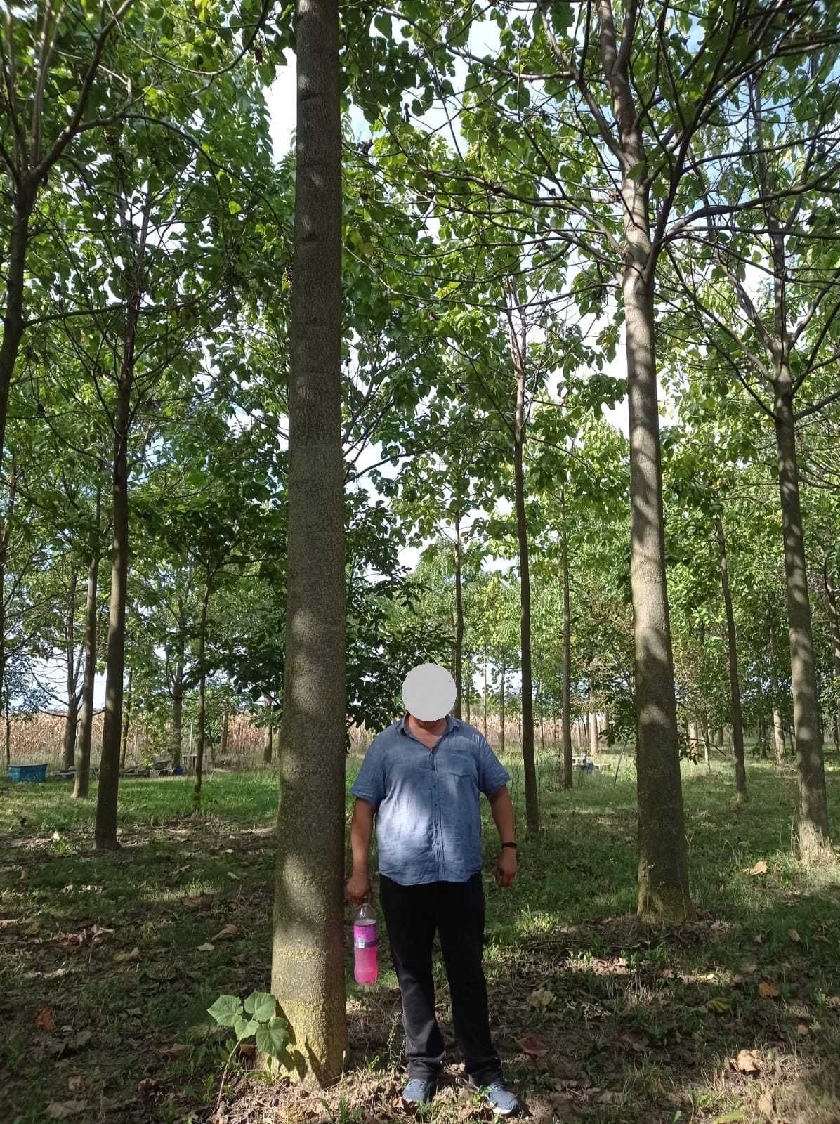 Paulownia Shang Tong