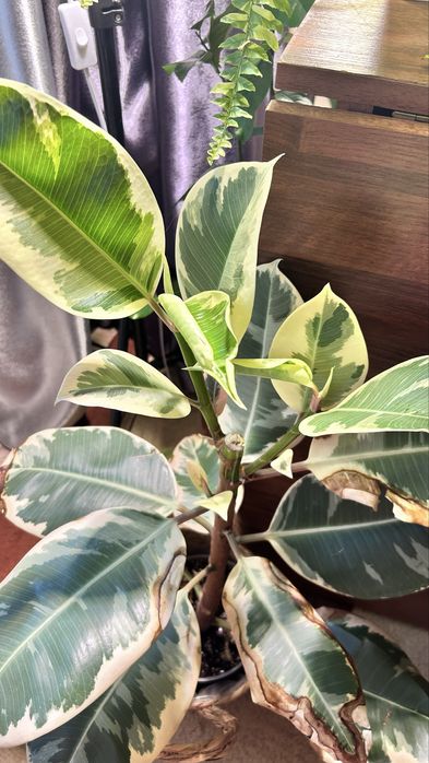 Фикус Тенеке