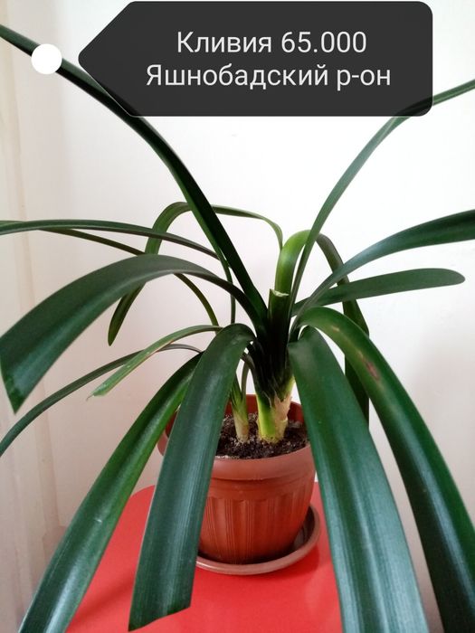 Продаю комнатные цветы