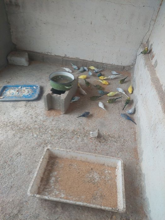 Vindem papagali și perusi