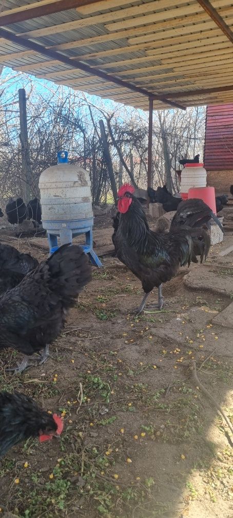 Australorp OUA pentru incubat