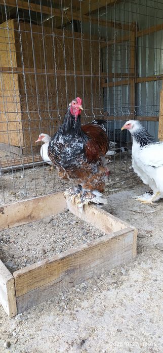 Vând cocoș Brahma Portelan