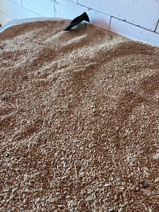 Grâu productie 2025