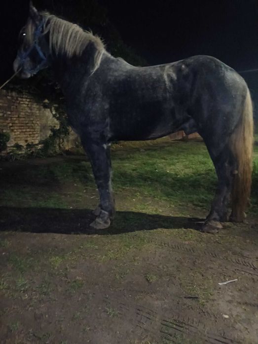 Vând sau schimb manz sur de 1 an jumate 190 de nalt