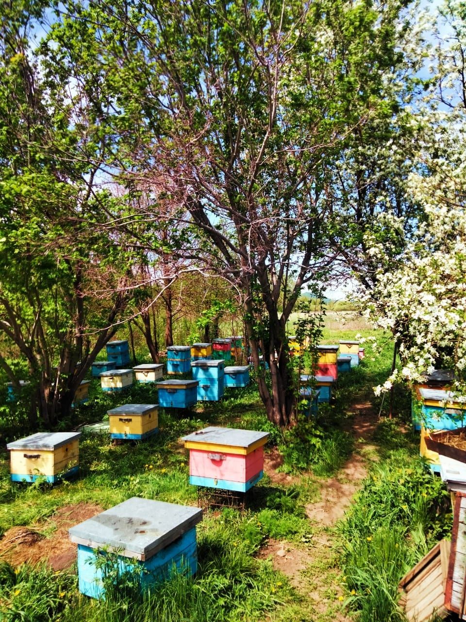 Продам пчело семьи