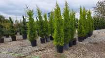 Leylandii Verde , Galben , artar japonez , taxus